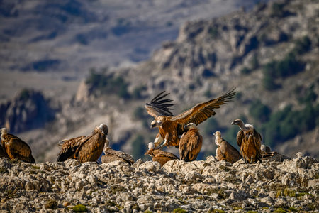 Griffon vultures or Gyps fulvus perched on the mountain