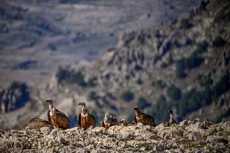 Griffon vultures or Gyps fulvus perched on the mountainの写真素材