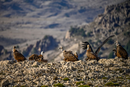 Griffon vultures or Gyps fulvus perched on the mountain