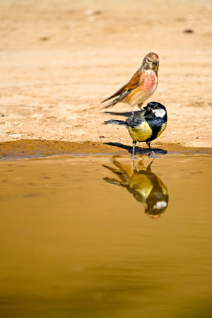Great Tit or Parus major, reflected in the water of a pondの写真素材
