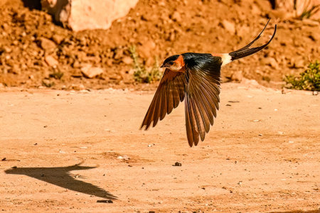 Red-rumped Swallow or Cecropis daurica, flying over the spring