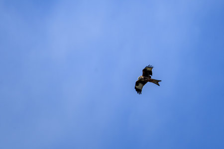 A red kite soars gracefully through the clear blue sky, showcasing its impressive wingspan and sharp...