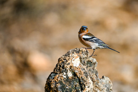 Common chaffinch or Fringilla coelebs, passerine bird of the Fringillidae familyの写真素材