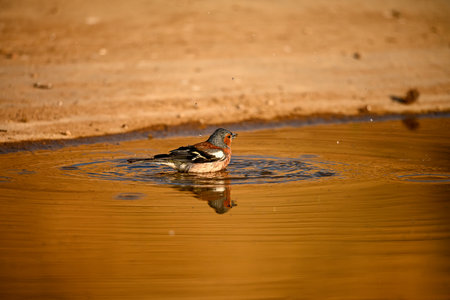 Common chaffinch or Fringilla coelebs, passerine bird of the Fringillidae familyの写真素材