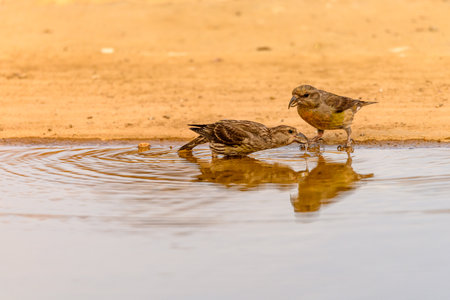 Crossbill or Loxia curvirostra, reflected in a golden springの写真素材