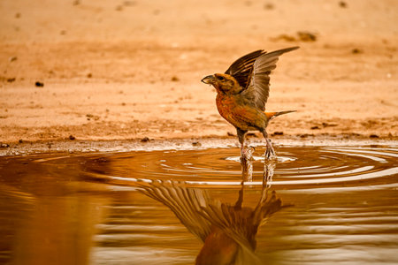 Crossbill or Loxia curvirostra, reflected in a golden springの写真素材