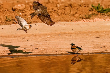 Crossbill or Loxia curvirostra, reflected in a golden springの写真素材