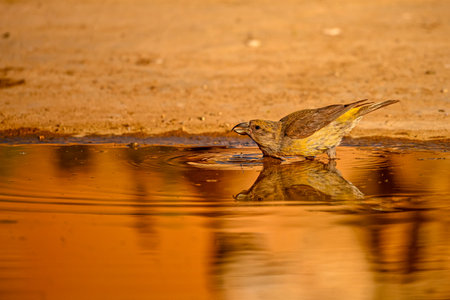 Crossbill or Loxia curvirostra, reflected in a golden springの写真素材