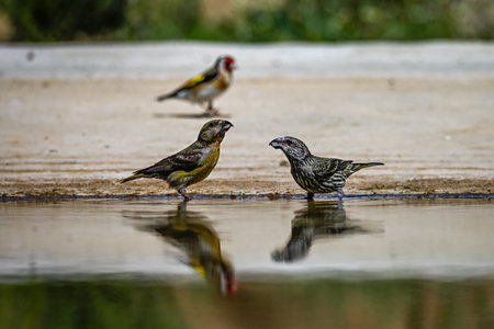 Crossbill or Loxia curvirostra, reflected in a golden springの写真素材