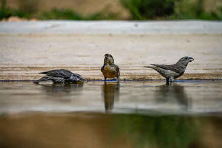 Crossbill or Loxia curvirostra, reflected in a golden springの写真素材