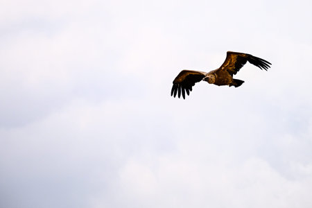 Griffon Vulture or Gyps fulvus in flight
