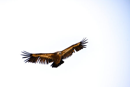 Griffon Vulture or Gyps fulvus in flight