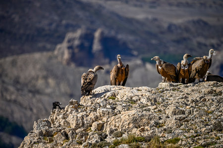 Griffon vultures or Gyps fulvus perched on the mountainの写真素材