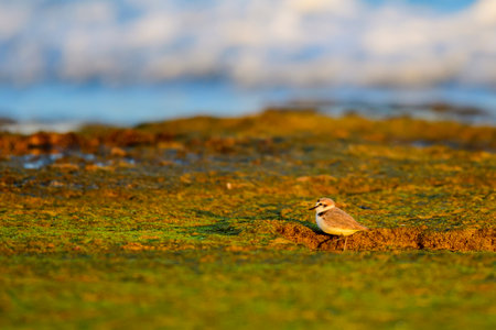 Kentish Plover or Charadrius alexandrinus, looking for foodの写真素材