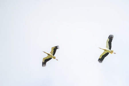 Two storks glide effortlessly through the sky, their wings fully extended as they move in perfect harmony against a soft white backdrop.の写真素材