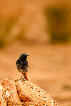 Black Redstart or Phoenicurus ochruros, standing on a rockの写真素材