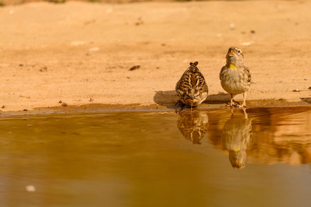 passerine bird in the family Passeridae