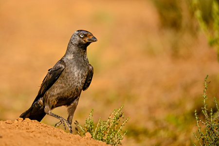 Western Jackdaw or Coloeus monedula, passerine bird of the Corvidae family