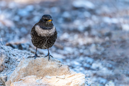 White-capped Blackbird or Turdus torquatus, passerine bird of the Turdidae family