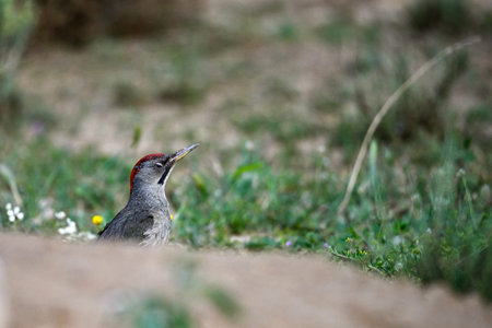 Great Spotted Woodpecker, perched on the ground