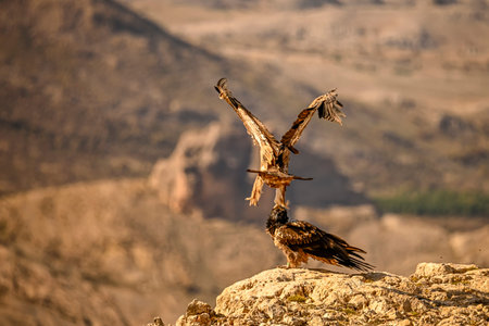 Bearded vulture or Gypaetus barbatus, together with griffon vultures