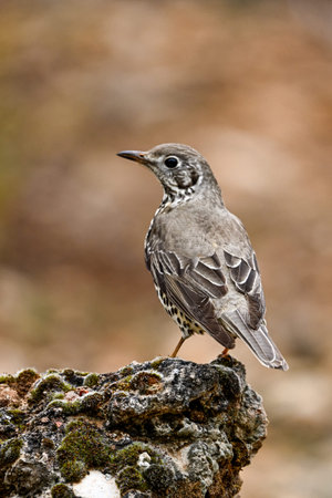 Common Thrush or Turdus viscivorus, perched on a rock