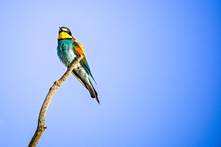 Bee-eater or Merops apiaster, perched on a branch