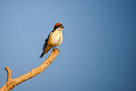 Lanius senator or common shrike, standing on a dry twig.