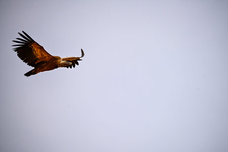 Griffon Vulture or Gyps fulvus in flight