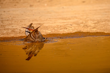 Black Redstart or Phoenicurus ochruros, bathing in the spring