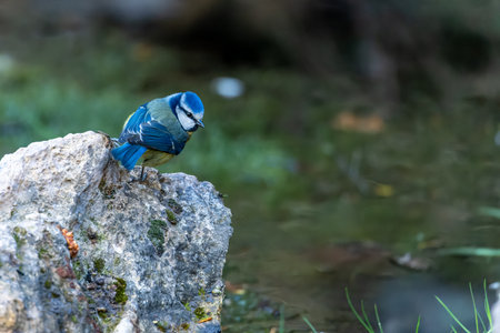 Blue Tit or Cyanistes caeruleus, perched on a stoneの写真素材
