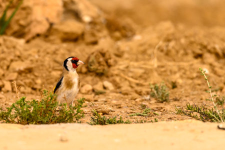 Goldfinch or Carduelis carduelis, is a passerine bird belonging to the finch familyの写真素材