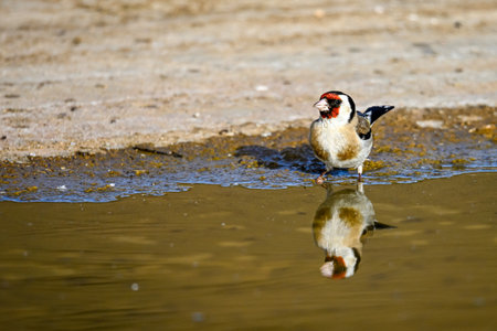 Goldfinch or Carduelis carduelis, is a passerine bird belonging to the finch familyの写真素材