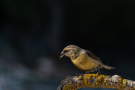 Bird perched on a rock.の写真素材