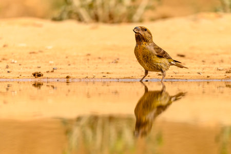 Crossbill or Loxia curvirostra, reflected in a golden spring.の写真素材