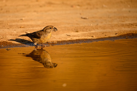 Crossbill or Loxia curvirostra, reflected in a golden spring.の写真素材