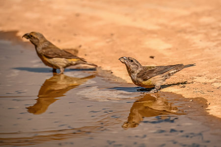 Crossbill, reflected in a golden spring.の写真素材