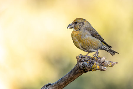 Crossbill or Loxia curvirostra, perched on a twig.の写真素材