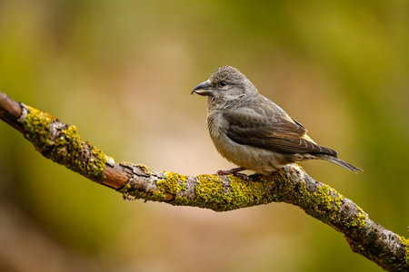 Crossbill or Loxia curvirostra, perched on a twig.の写真素材
