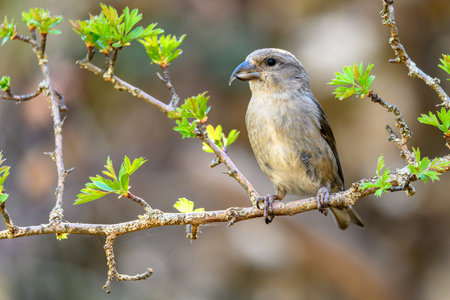 Bird perched on a twig.の写真素材