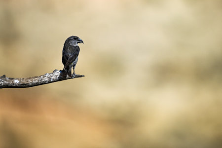Bird perched on a twig.の写真素材