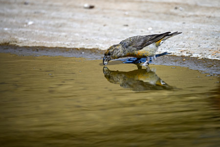 Crossbill or Loxia curvirostra, reflected in a golden spring.の写真素材