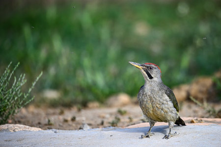 Great Spotted Woodpecker, perched on the ground.の写真素材