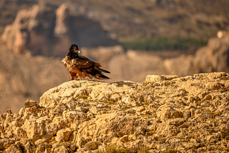 Bearded vulture or Gypaetus barbatus, together with griffon vultures.