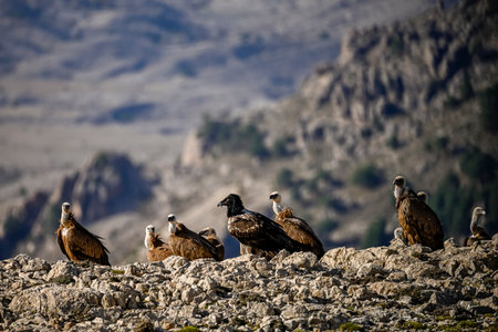 Bearded vulture or Gypaetus barbatus, together with griffon vultures.の写真素材