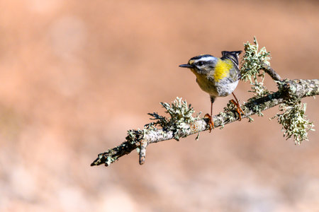 Firecrest or Regulus ignicapilla, perched on a twig.の写真素材