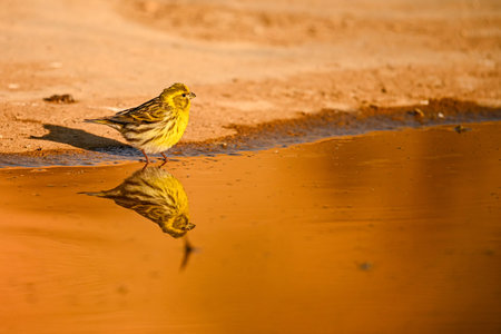 Vercillo or Serinus serinus, reflected in the golden spring.