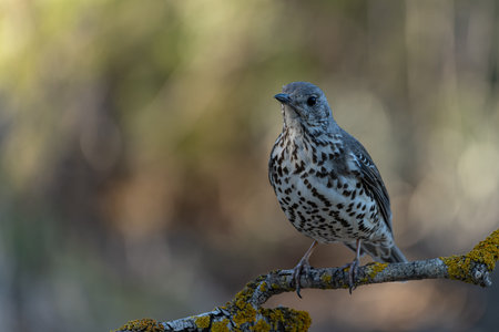 Common Thrush or Turdus viscivorus, perched on a twig