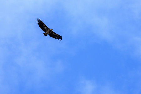 A vulture soars gracefully through the sky, its wings fully extended, gliding effortlessly against a...