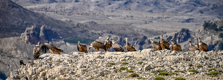 Griffon vultures or Gyps fulvus perched on the mountain